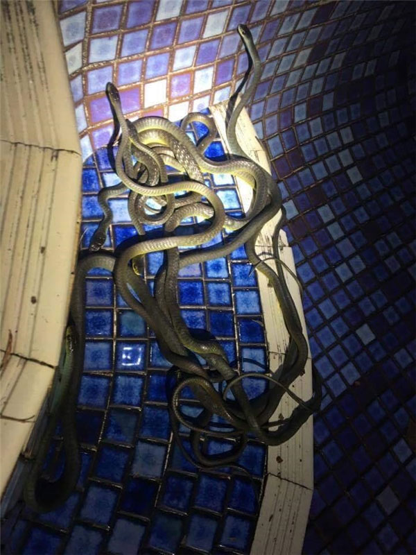 Picture 16 of If you are afraid of snakes, never come to Australia
