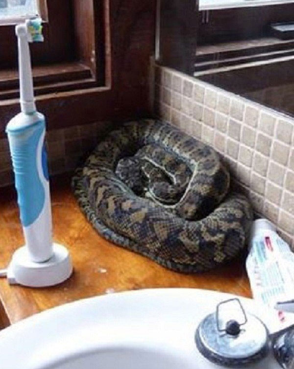 Picture 17 of If you are afraid of snakes, never come to Australia