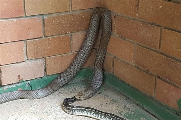 Picture 19 of If you are afraid of snakes, never come to Australia