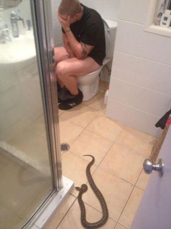 Picture 8 of If you are afraid of snakes, never come to Australia