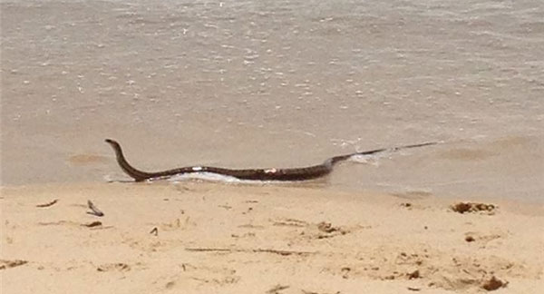 Picture 9 of If you are afraid of snakes, never come to Australia