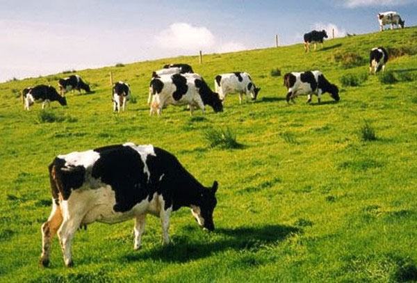 Picture 3 of If you don't eat meat, what will people do?
