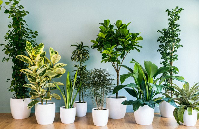 Picture 1 of If you thought growing a houseplant could purify the air, you're wrong!