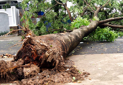 Picture 8 of Image: Hurricane Pakhar devastates Binh Duong