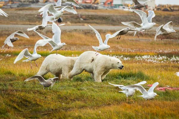 Picture 2 of Image: White bear carcasses whale carcass