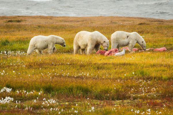 Picture 3 of Image: White bear carcasses whale carcass