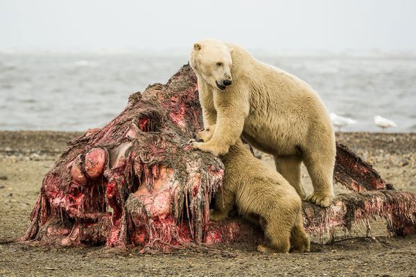 Picture 4 of Image: White bear carcasses whale carcass