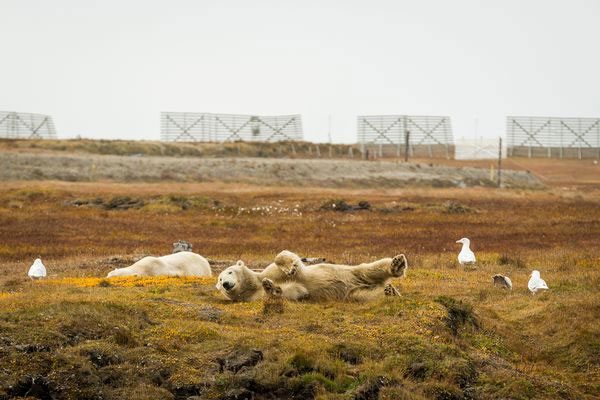 Picture 5 of Image: White bear carcasses whale carcass