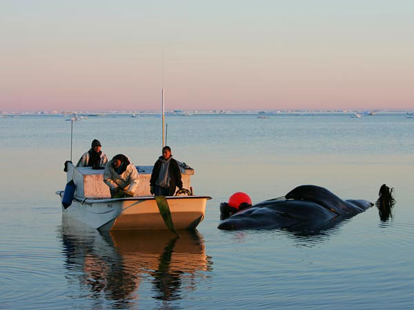 Picture 6 of Image: White bear carcasses whale carcass