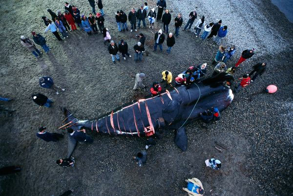 Picture 7 of Image: White bear carcasses whale carcass