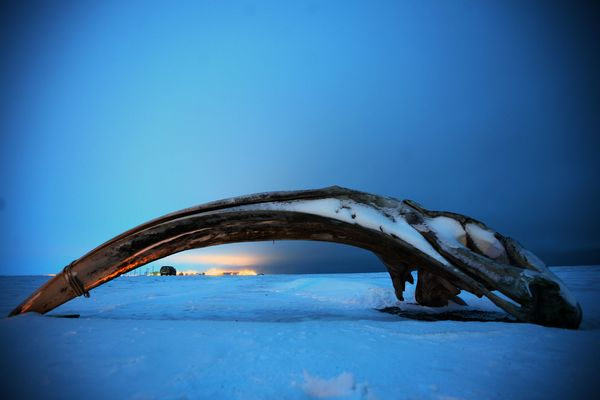 Picture 8 of Image: White bear carcasses whale carcass