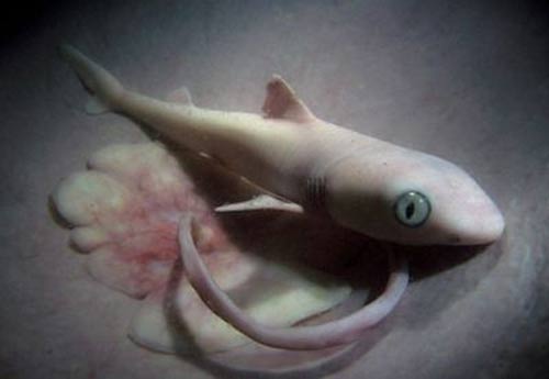 Picture 9 of Images of secret life in the womb