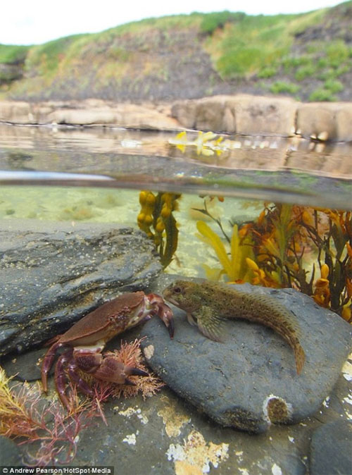 Picture 1 of Images separate on and below the water surface