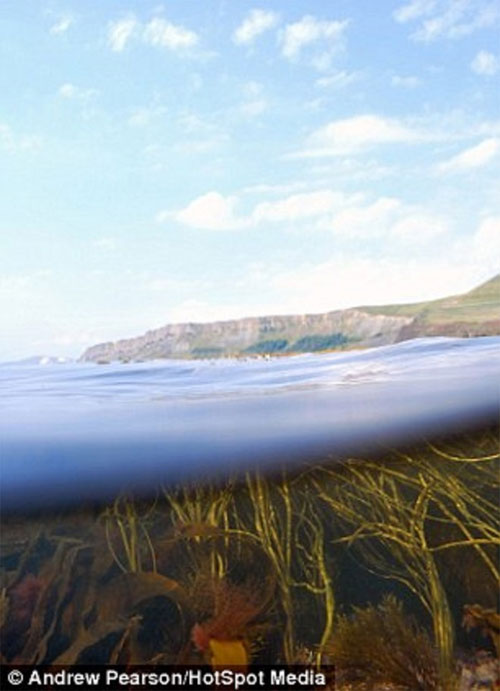 Picture 10 of Images separate on and below the water surface