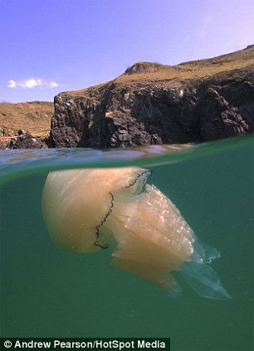 Picture 5 of Images separate on and below the water surface
