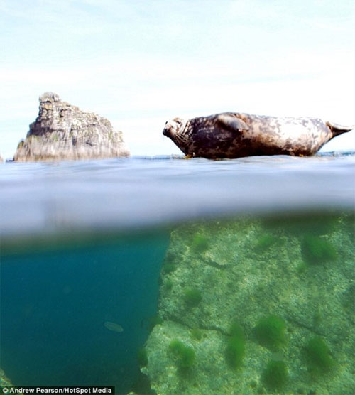 Picture 7 of Images separate on and below the water surface