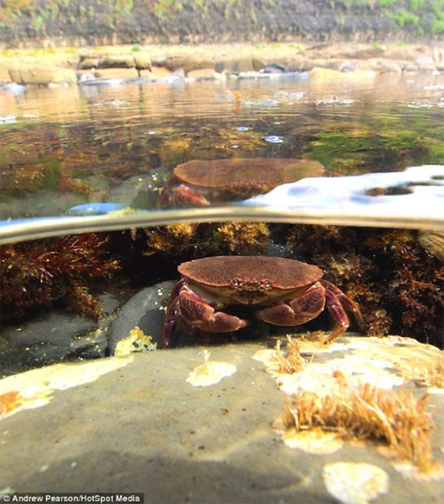 Picture 8 of Images separate on and below the water surface