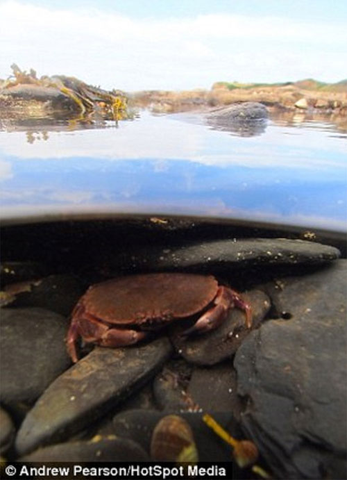 Picture 9 of Images separate on and below the water surface