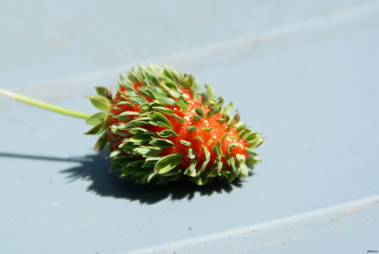 Picture 3 of Immediately learn strange phenomenon only appears in a few fruits