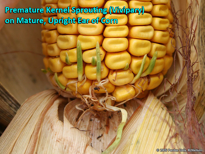 Picture 4 of Immediately learn strange phenomenon only appears in a few fruits