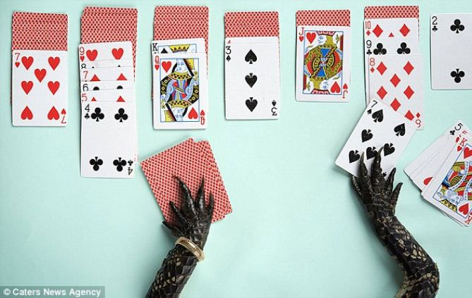Picture 1 of Impress animals' feet and claws