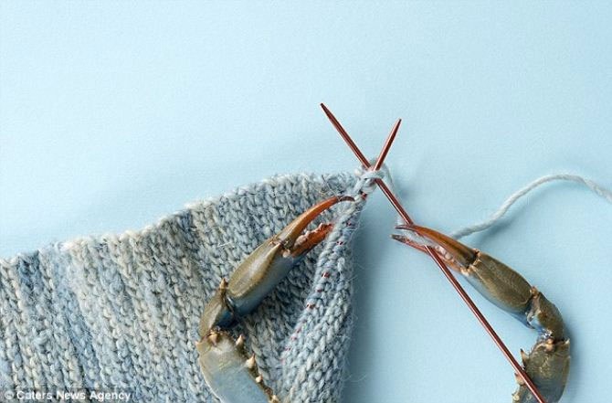 Picture 5 of Impress animals' feet and claws