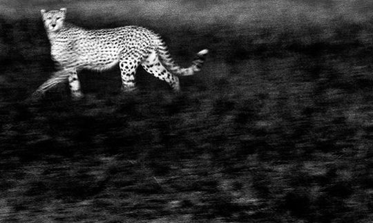 Picture 10 of Impress the natural world through photos