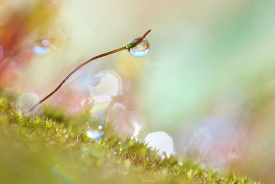 Picture 8 of Impress the natural world through photos