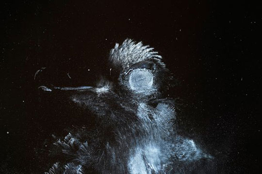 Picture 9 of Impress the natural world through photos