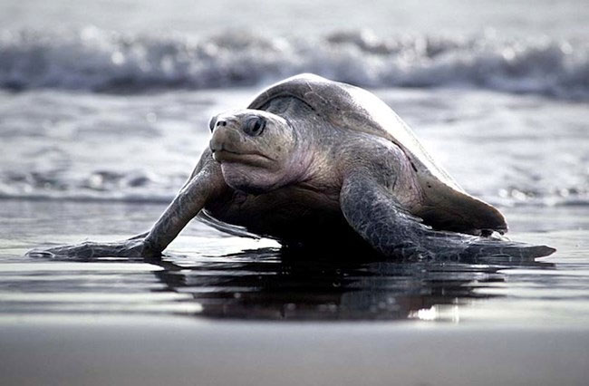 Picture 1 of Impressed by hundreds of thousands of turtles landing on the beach