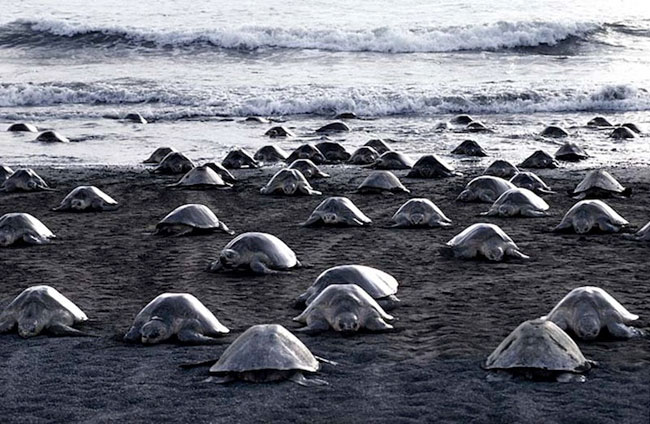 Picture 2 of Impressed by hundreds of thousands of turtles landing on the beach