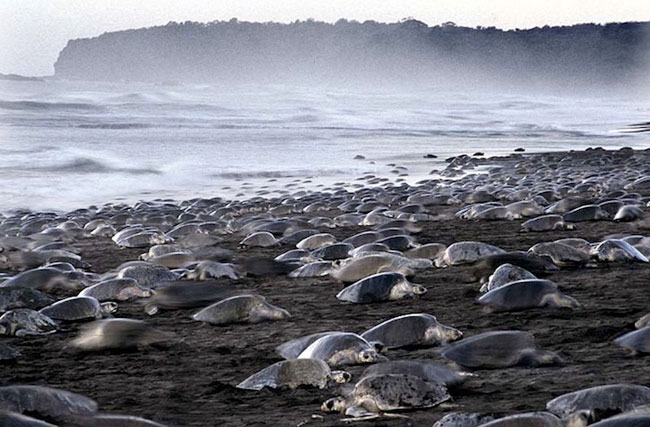 Picture 3 of Impressed by hundreds of thousands of turtles landing on the beach