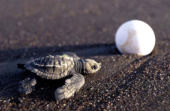 Picture 4 of Impressed by hundreds of thousands of turtles landing on the beach