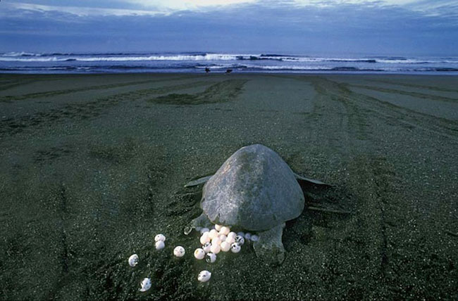 Picture 5 of Impressed by hundreds of thousands of turtles landing on the beach