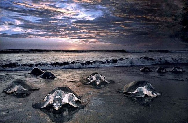 Picture 6 of Impressed by hundreds of thousands of turtles landing on the beach