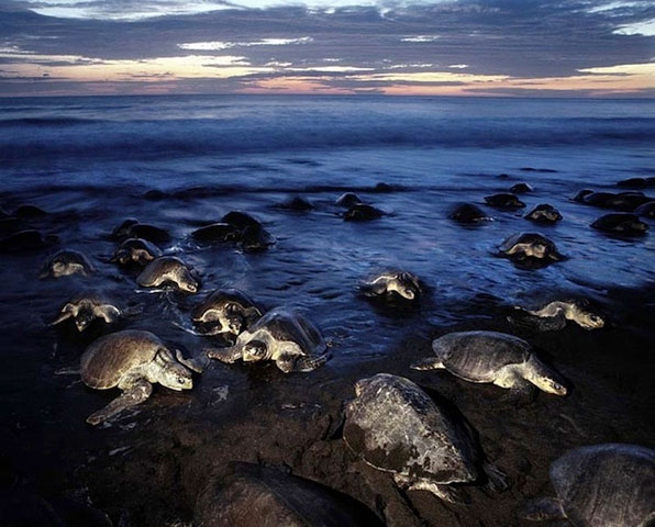 Picture 7 of Impressed by hundreds of thousands of turtles landing on the beach