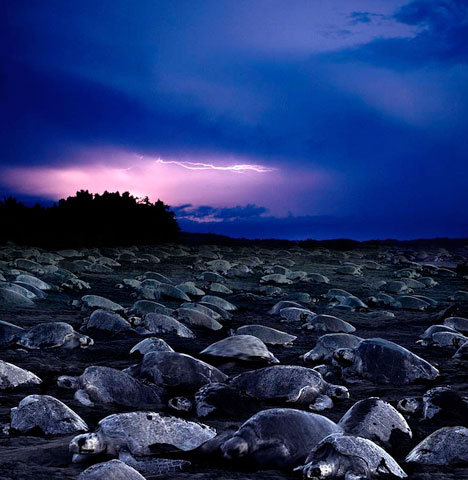 Picture 8 of Impressed by hundreds of thousands of turtles landing on the beach