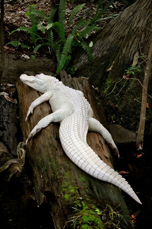Picture 1 of Impressed by the images of animals with albino disease