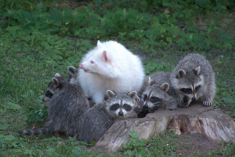 Picture 10 of Impressed by the images of animals with albino disease