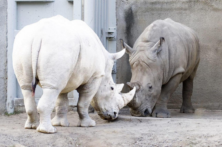 Picture 11 of Impressed by the images of animals with albino disease
