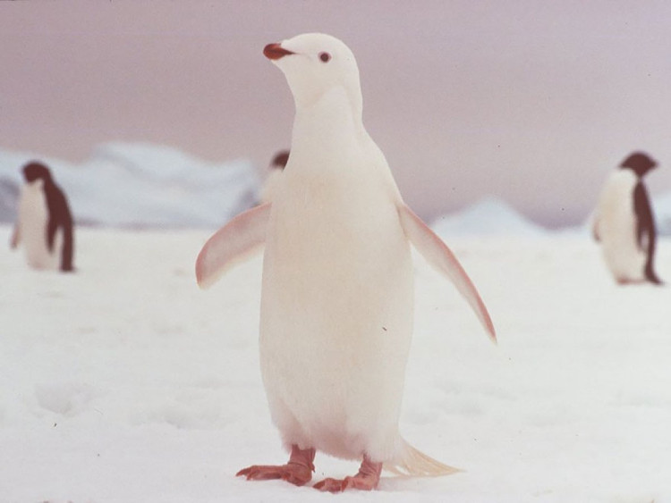 Picture 12 of Impressed by the images of animals with albino disease