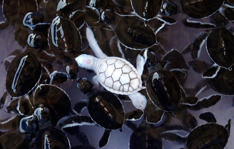 Picture 13 of Impressed by the images of animals with albino disease