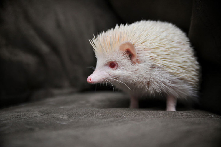 Picture 14 of Impressed by the images of animals with albino disease