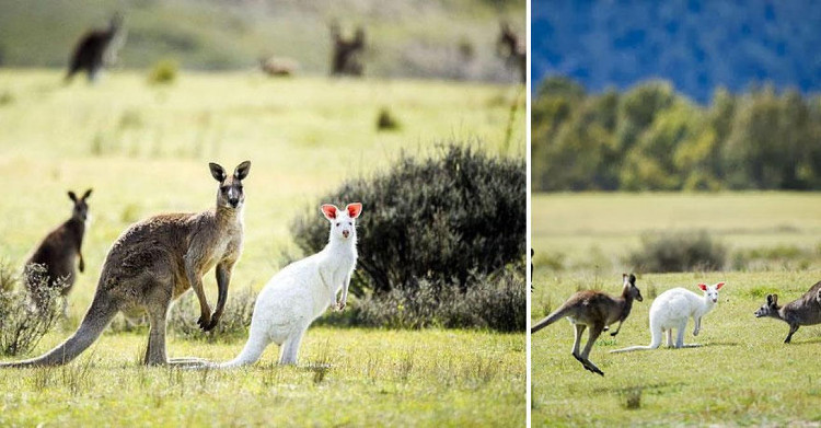 Picture 15 of Impressed by the images of animals with albino disease