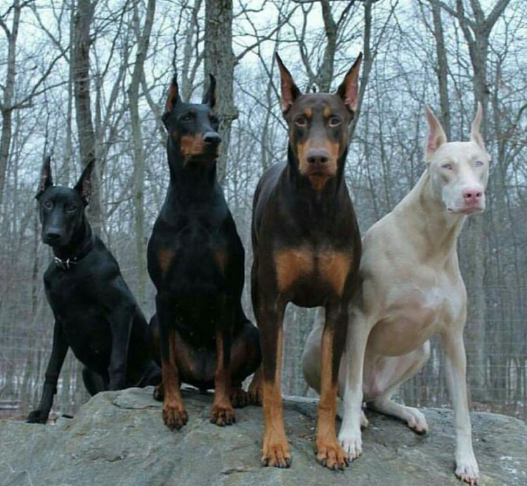 Picture 16 of Impressed by the images of animals with albino disease