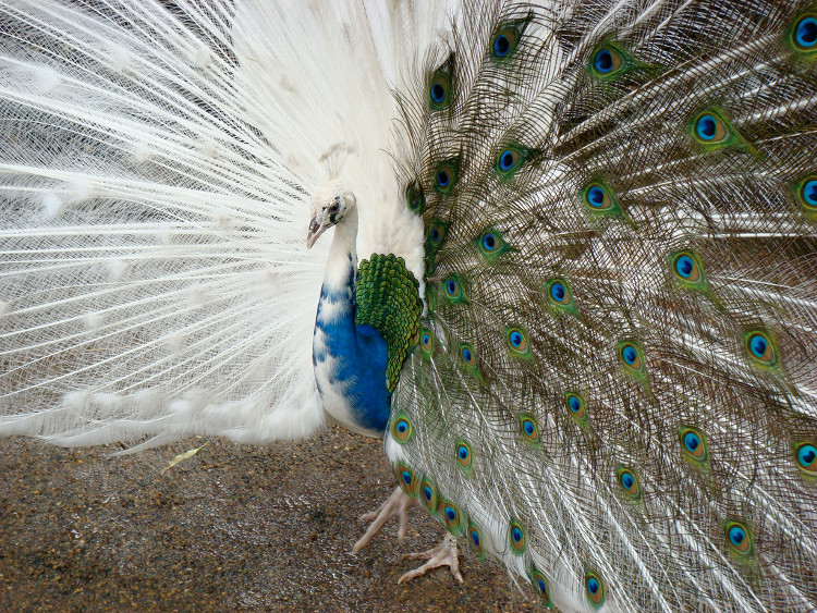 Picture 17 of Impressed by the images of animals with albino disease