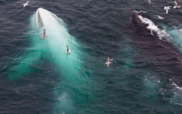 Picture 18 of Impressed by the images of animals with albino disease