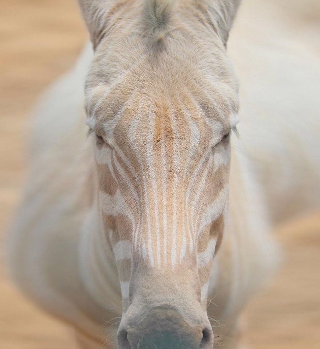 Picture 19 of Impressed by the images of animals with albino disease