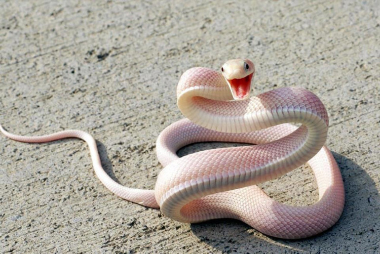 Picture 20 of Impressed by the images of animals with albino disease