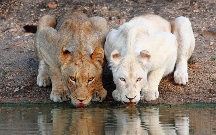 Picture 21 of Impressed by the images of animals with albino disease